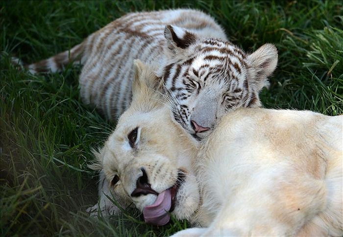 L`étonnante amitié d`un lion, un ours et un tigre